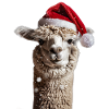 Alpaca