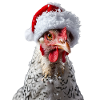 Poulet