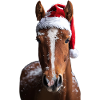Cheval