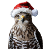 Falcon