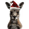 Kangaroo