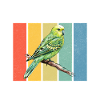 Budgie Gift