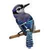 Blue Jay Vogel
