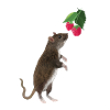Ratte mit Himbeeren