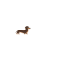 Gravhund Hjerteslag EKG Gravhund Hjertepuls Gravhund