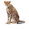 Guépard Geparde Gepard