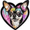 Chihuahua Dog Heart Dog Love