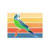 Budgie Gift