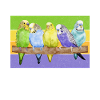 Budgie Gift