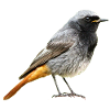 Redtail Robin