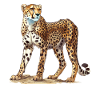 Cheetah Geparde Gepard