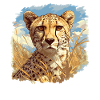 Guépard Geparde Gepard