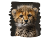 Cheetah Geparde Gepard