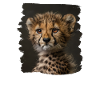Guépard Geparde Gepard
