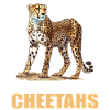 Cheetah Geparde Gepard