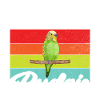 Budgie Gift