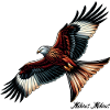 Red Kite Bird of Prey Milvus Milvus