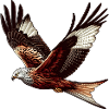 Rotmilan Milvus Milvus Greifvogel