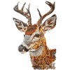 Roe deer