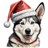Christmas husky dog