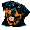 Chiot Rottweiler