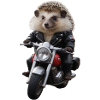 Biker hedgehog