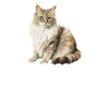 Chat : Mon harceleur personnel