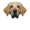 Polygon Golden Retriever