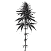 Cannabis plant stylized black silhouette