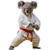 Koala sportif