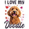 Goldendoodle hunderace Jeg elsker min doodle