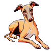 Whippet