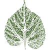 Linden leaf / Linden leaf