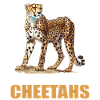 Cheetah Geparde Gepard