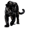 Panthers Panther