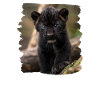 Panthers Panther