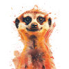 Suricate