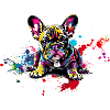 Frenchie Splash GassiTaschi
