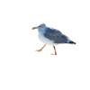 Sun Sea Bird Shit Seagull Funny Shirt