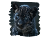 Panthers Panther