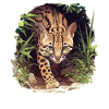 Ocelots Ocelot