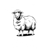 Sheep Sheep Farmer Lamb Farmer