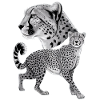 Guépard