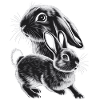 Lapin