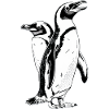 Pinguin