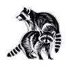 Raccoon