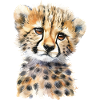 Cheetah