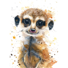 Suricate