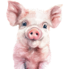 Pig
