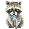 Raccoon